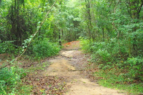 A path winds through The Triangle property in Fairhope. The city council approved a list of 14 prohibitions intended to preserve the site as a nature park.