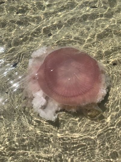The pink meanie jellyfish have become internet stars in recent weeks as visitors to Baldwin County beaches post photos of the unusual jellyfish to social media sites.