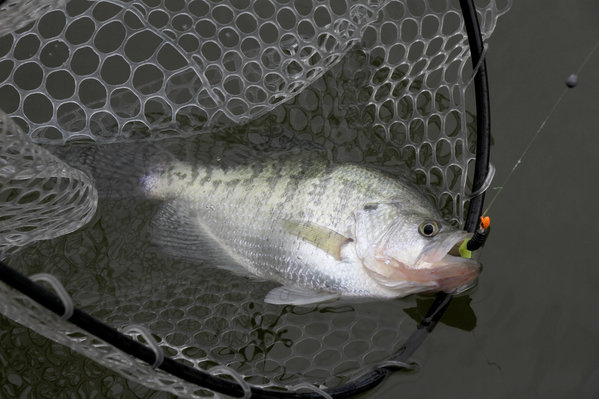 Capt. Lee Pitts slides the landing net under a big white crappie at Neely Henry Reservoir.