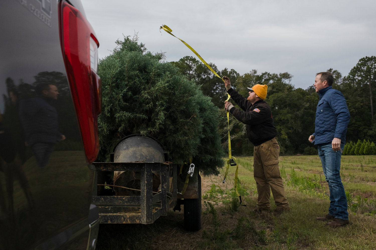 MICAH GREEN / GULF COAST MEDIA

Joshua Gregorius ties down living Christmas trees on a customer’s trailer at Fish River Christmas Tree Farm on Wednesday.