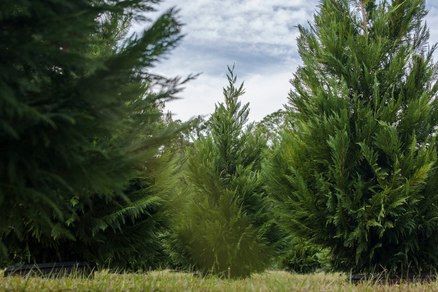 MICAH GREEN / GULF COAST MEDIA

Container-grown, live Christmas trees at Fish River Christmas Tree Farm on Wednesday.