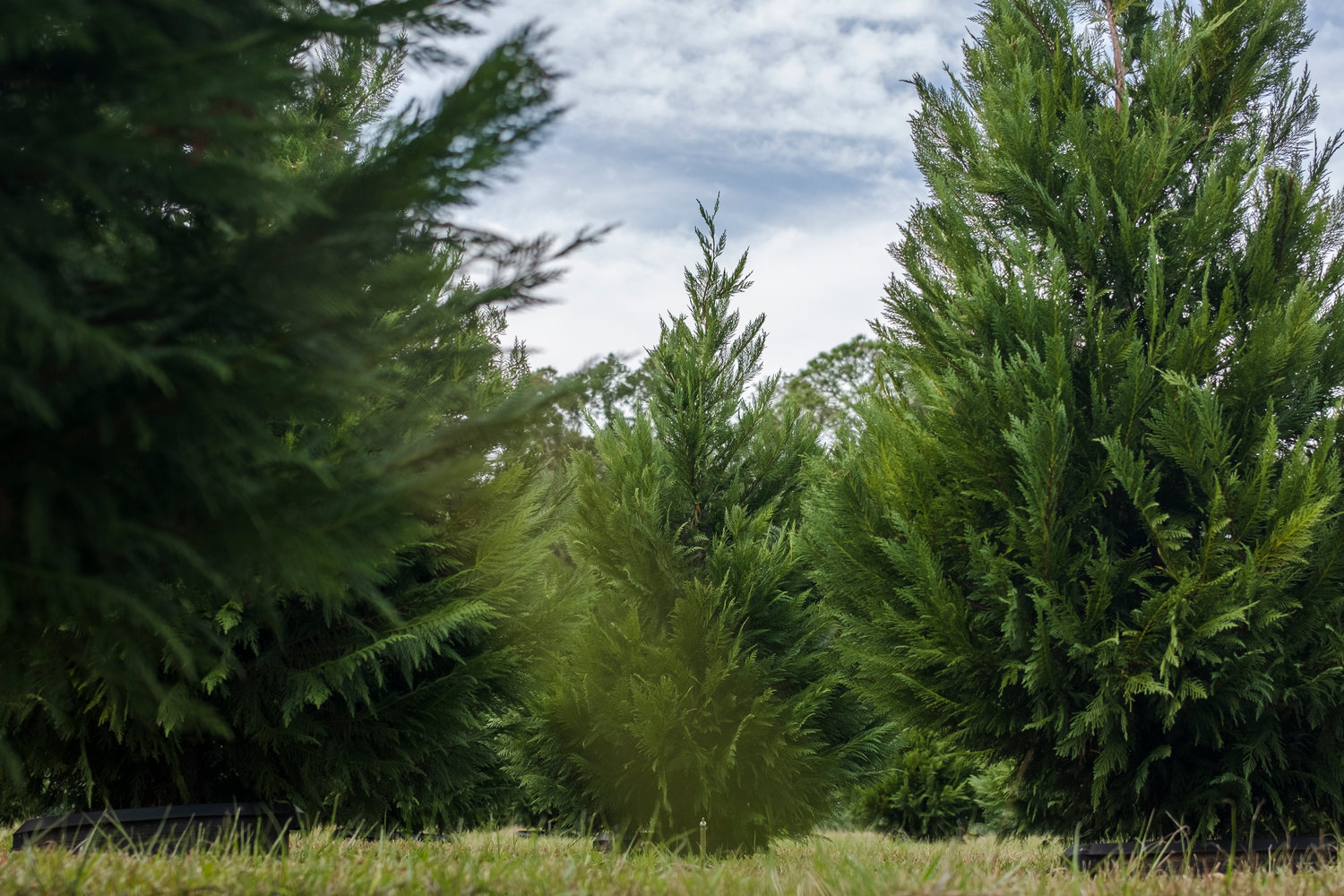 At Summerdale's Fish River Trees, business is ever(green) growing