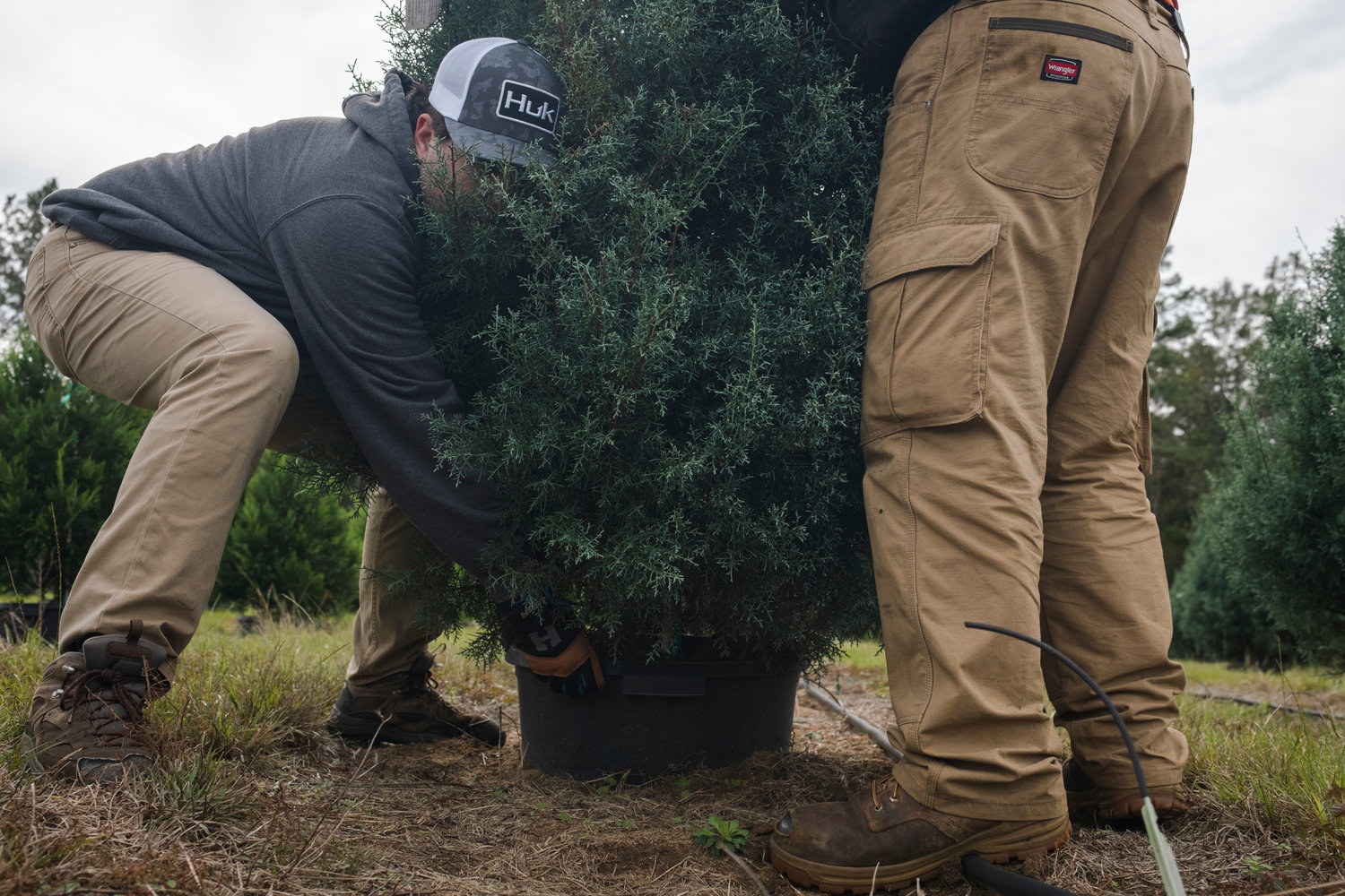 MICAH GREEN / GULF COAST MEDIA

Graham Wiggins Joshua Gregorius pull a container-grown Christmas tree to put on a customer’s trailer at Fish River Christmas Tree Farm on Wednesday.