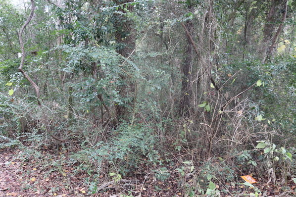 Privet bushes are a common sight in Fairhope, including on the Triangle property where a nature park is planned. City officials are looking for ways to slow the spread of invasive plant species, such as privet.