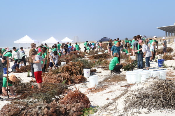 Gulf Shores City School students assist Gulf State Park staff with the Dune Restoration Project.