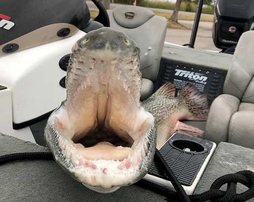 It's no wonder Keith Dees didn't want to get anywhere near this huge alligator gar's mouth.