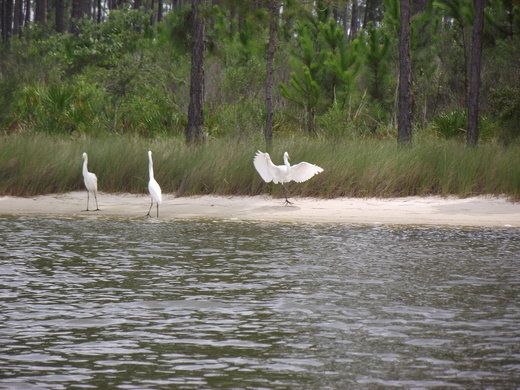 Egrets land on a beach on Wolf Bay. Members of the Wolf Bay Watershed Watch are working to study water quality and preserve the environment along the south Baldwin waterway.