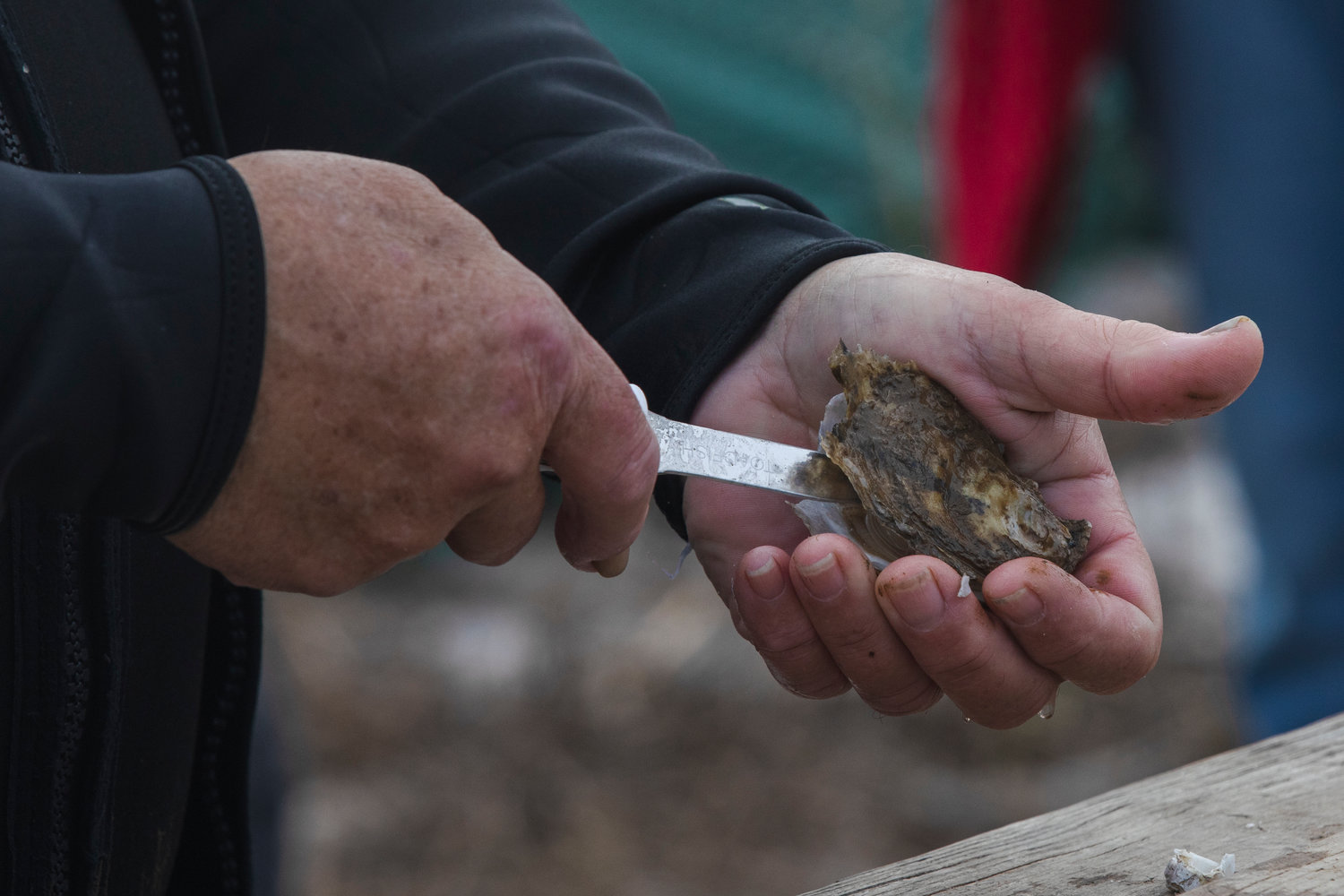 Fort Morgan Oyster Festival to bring salty fun Feb. 25 - Gulf Coast Media