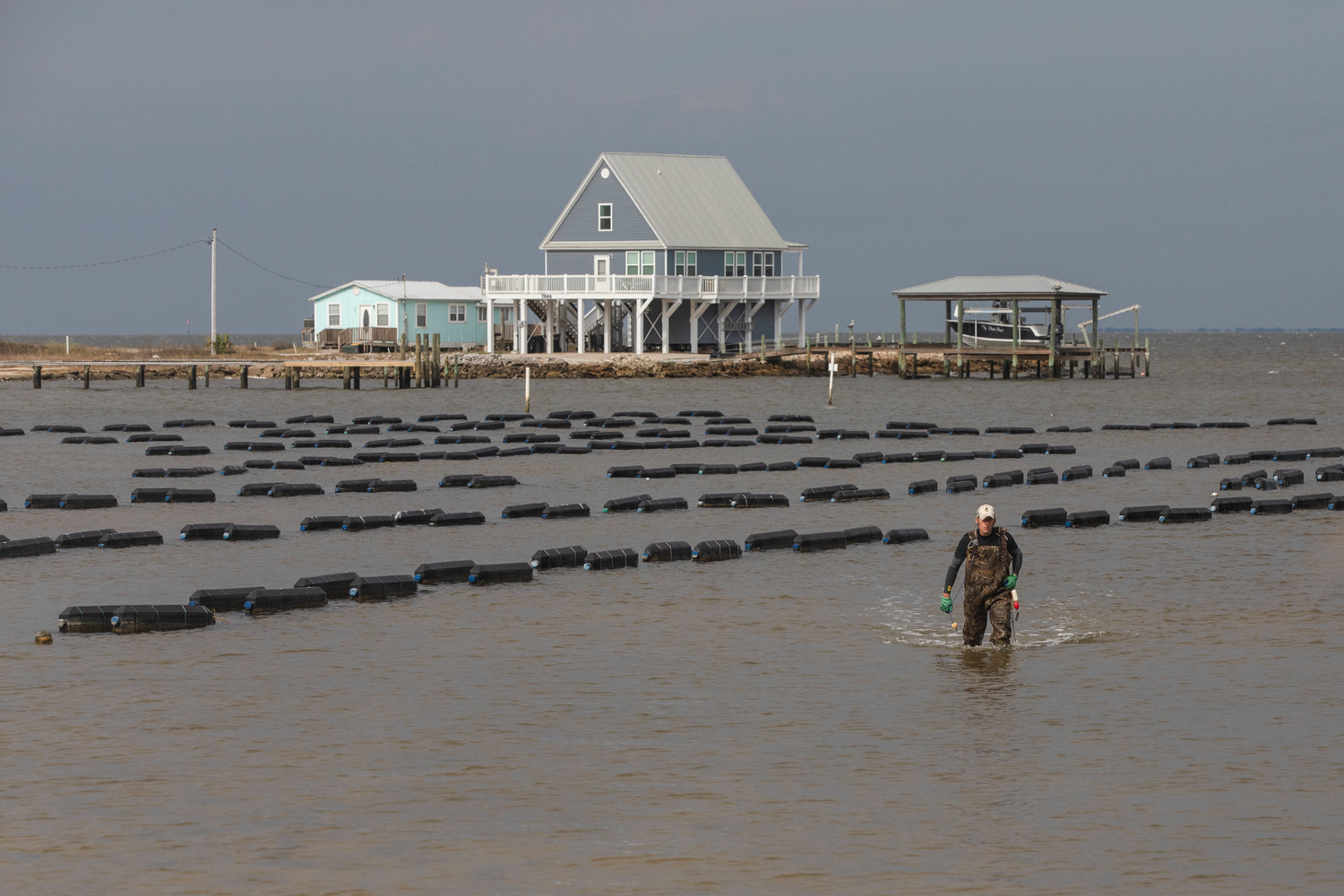 Rows of Navy Cove oysters at their farm in mid-January.