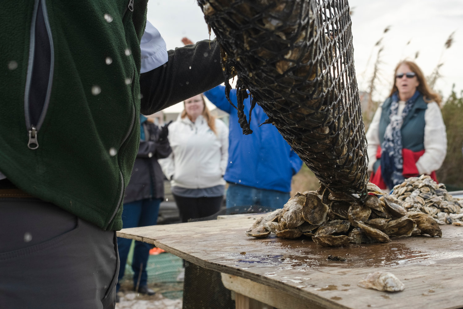 Eric Bradley dumps a sack of Navy Cove oysters onto a table at the farm.