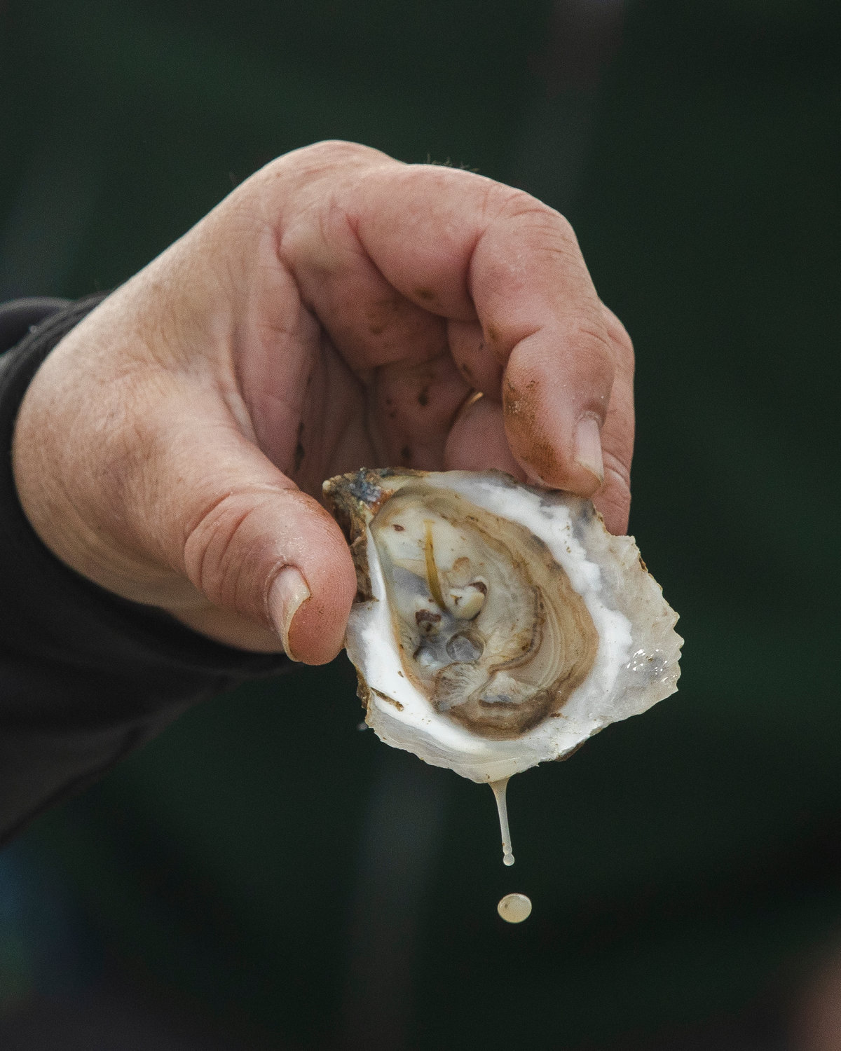 Navy Cove Oysters are characterized by an umami of moderate brine, a rich, creamy, buttery texture and sweet, cucumber-like finish.