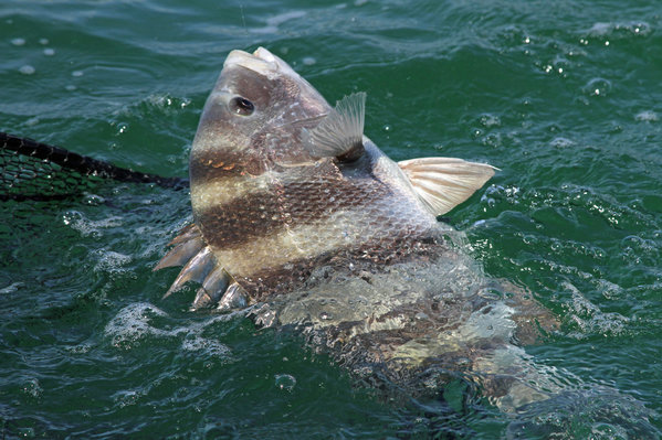 Sheepshead aggregate to spawn on the Alabama Gulf Coast in February and March.