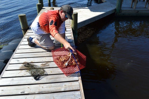 A volunteer lowers a cage full of oysters into the water at Little Lagoon. Last year the oyster gardening program there grew 57,013 oysters.