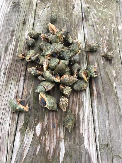 A home-owner on Little Lagoon removed these oyster drill snails from their pier. The snails devour oysters and can decimate a population.