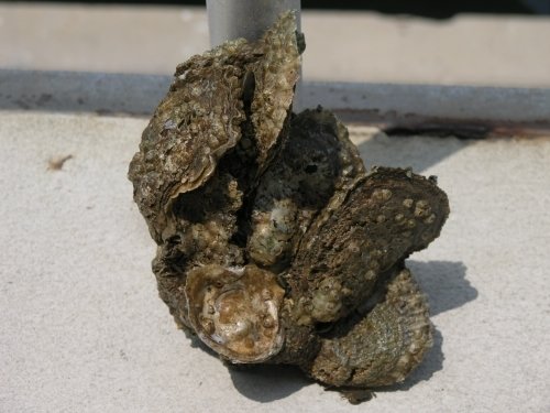 In response to the Deepwater Horizon oil spill , a project from the NOAA, implemented by the Alabama Department of Conservation and Natural Resources, worked to restore historic oyster reefs in the estuarine waters of Mobile Bay and Mississippi Sound. About 30,000-40,000 cubic yards of oyster shell cultch were placed over about 319 acres in Mobile County. Cultch was placed near other reefs managed by ADCNR within the historic footprint of reefs in the area.