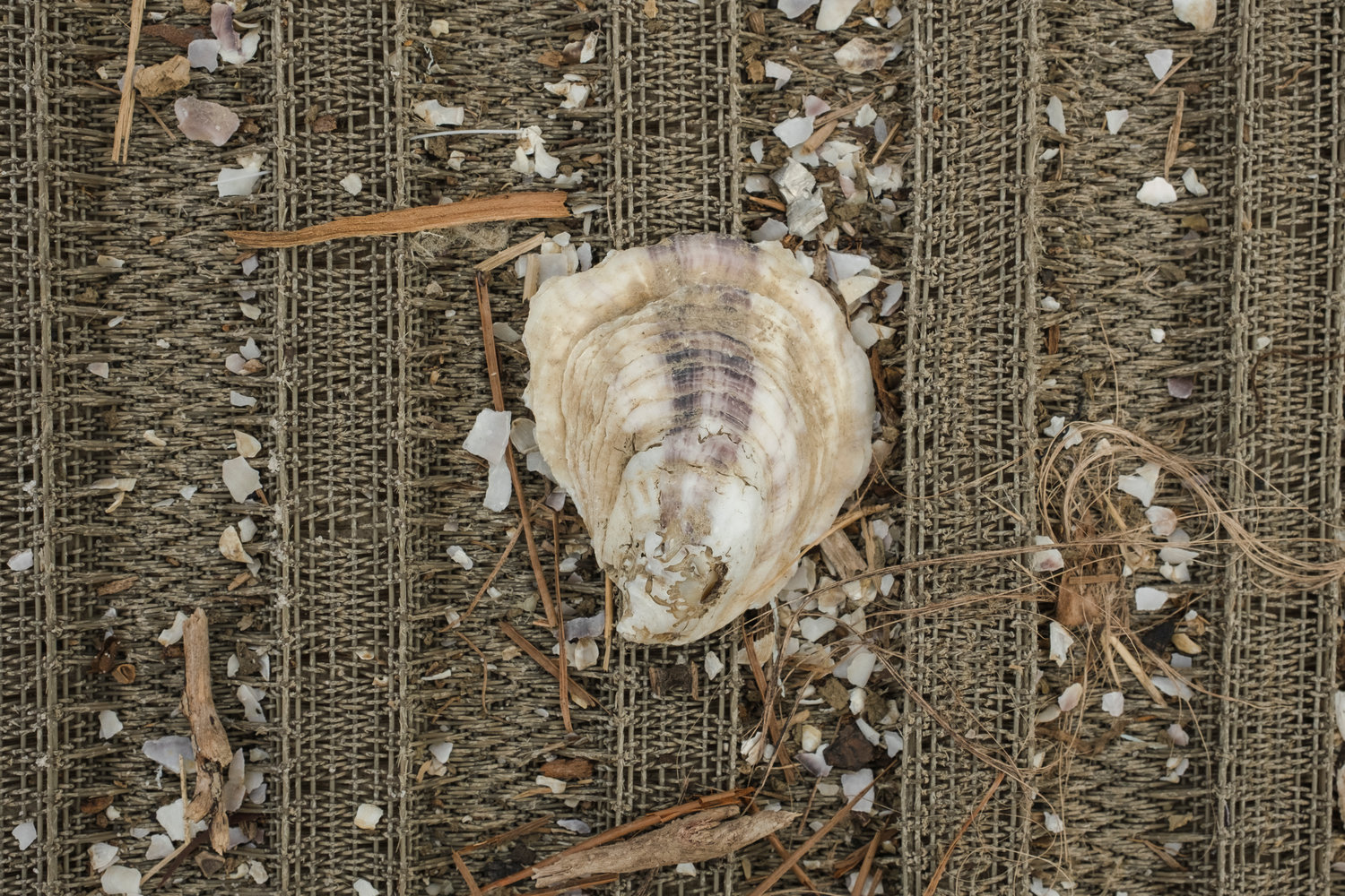 A Navy Cove oyster shell.