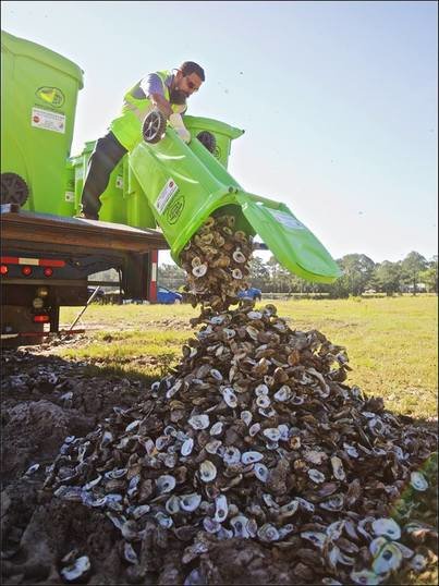 Shells that restaurants donate to the Alabama Coastal Foundation's Oyster Shell Recycling Program are dumped out of the program's bright green bins. Shells are cleaned then cured for six months before being replaced in the water.