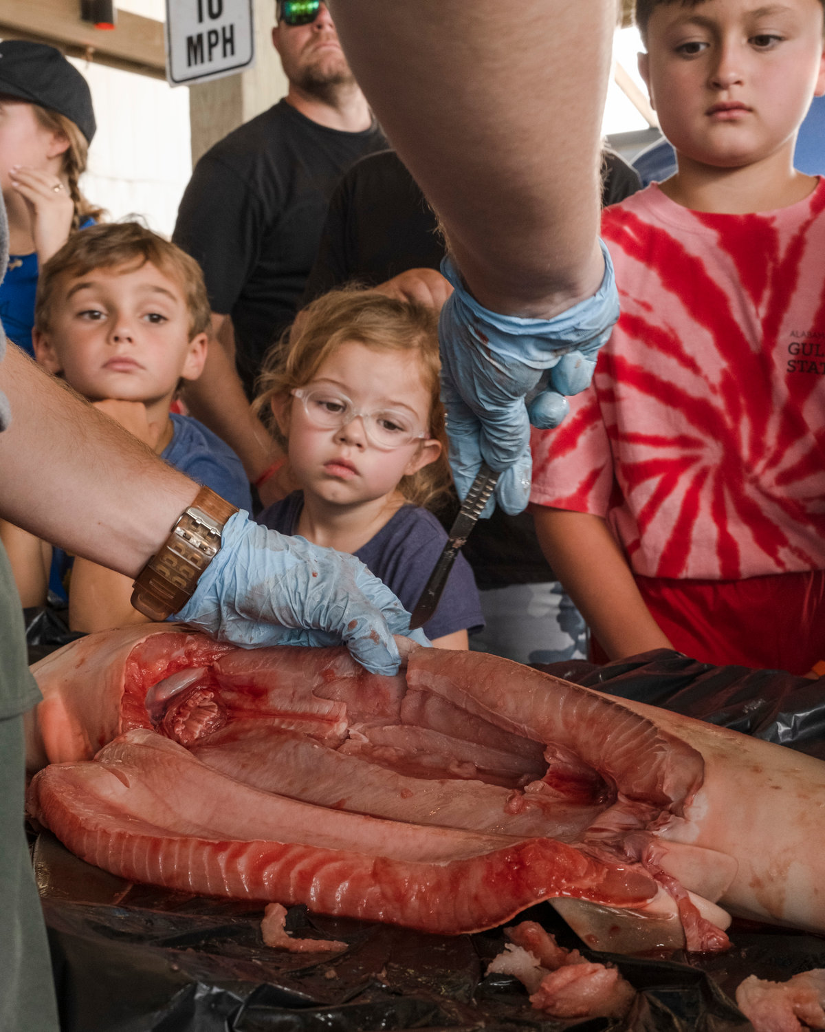 Alena Anderson, a researcher with the Mississippi State University Marine Fisheries Ecology, removes organs from a blacknose shark specimen during a dissection for a crowd at Gulf State Park Pier as a part of the state park’s Shark Week. The blacknose shark is one of the most common sharks found on the Alabama Gulf Coast and can reach sizes up to five feet.