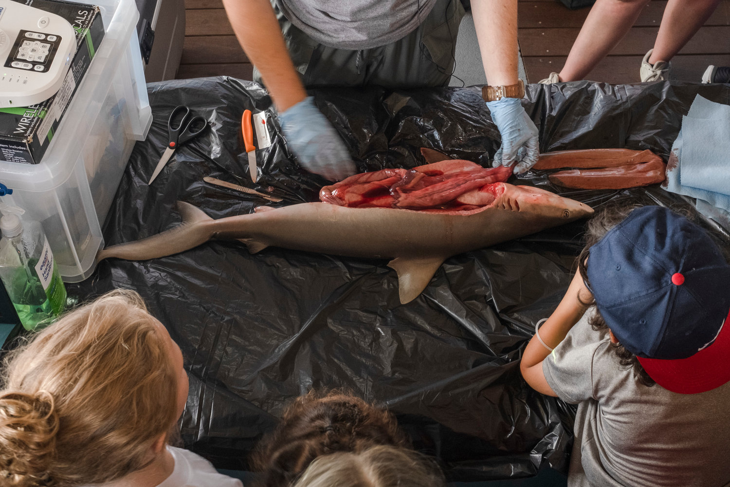 Alena Anderson, a researcher with the Mississippi State University Marine Fisheries Ecology, removes organs from a blacknose shark specimen during a dissection for a crowd at Gulf State Park Pier as a part of the state park’s Shark Week. The blacknose shark is one of the most common sharks found on the Alabama Gulf Coast and can reach sizes up to five feet.