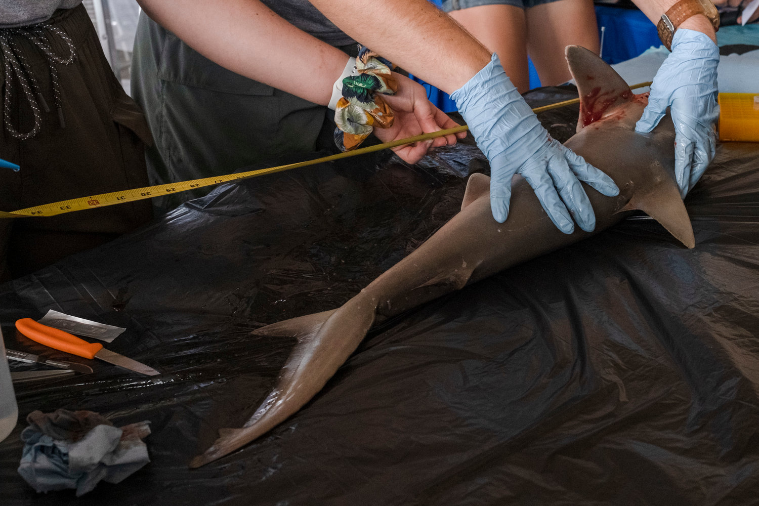 Alena Anderson and Danielle McAree, researchers with the Mississippi State University Marine Fisheries Ecology, measure a blacknose shark prior to dissecting it for a crowd at Gulf State Park Pier as a part of Shark Week. The blacknose shark is one of the most common sharks found on the Alabama Gulf Coast and can reach sizes up to five feet.