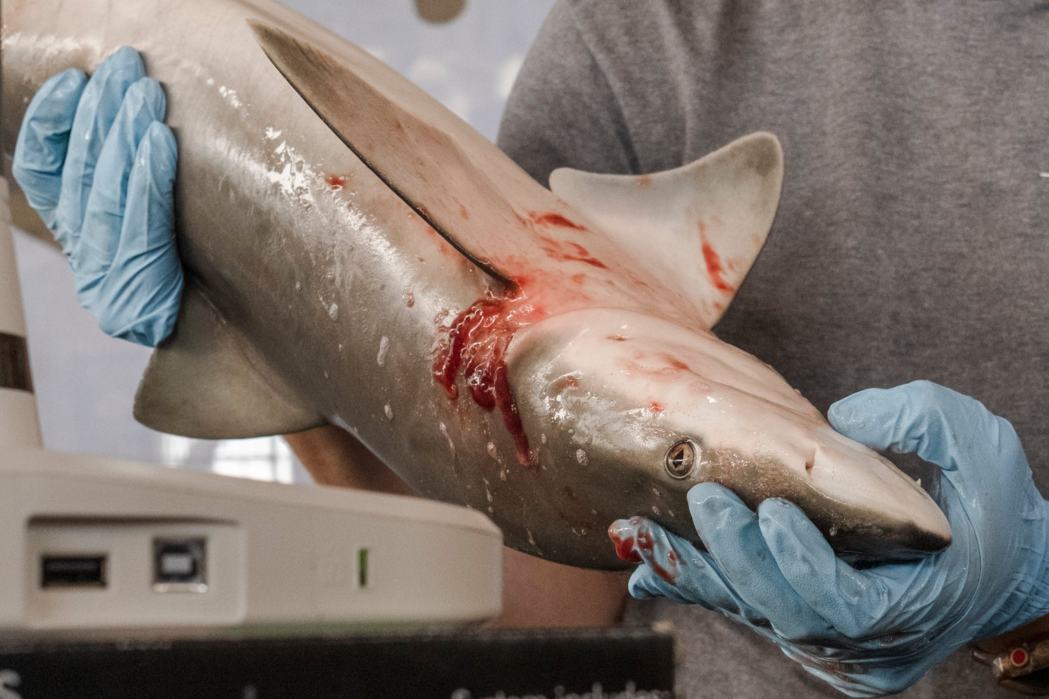 Alena Anderson, a researcher with the Mississippi State University Marine Fisheries Ecology, shows the bottom a blacknose shark prior to dissecting it for a crowd at Gulf State Park Pier as a part of Shark Week. The blacknose shark is one of the most common sharks found on the Alabama Gulf Coast and can reach sizes up to five feet.