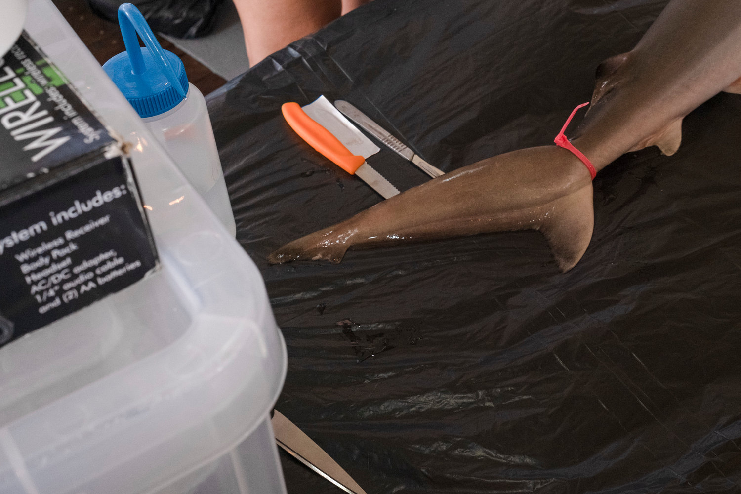 A blacknose shark tail prior to dissection at Gulf State Park Pier as a part of the state park’s Shark Week. The blacknose shark is one of the most common sharks found on the Alabama Gulf Coast and can reach sizes up to five feet.