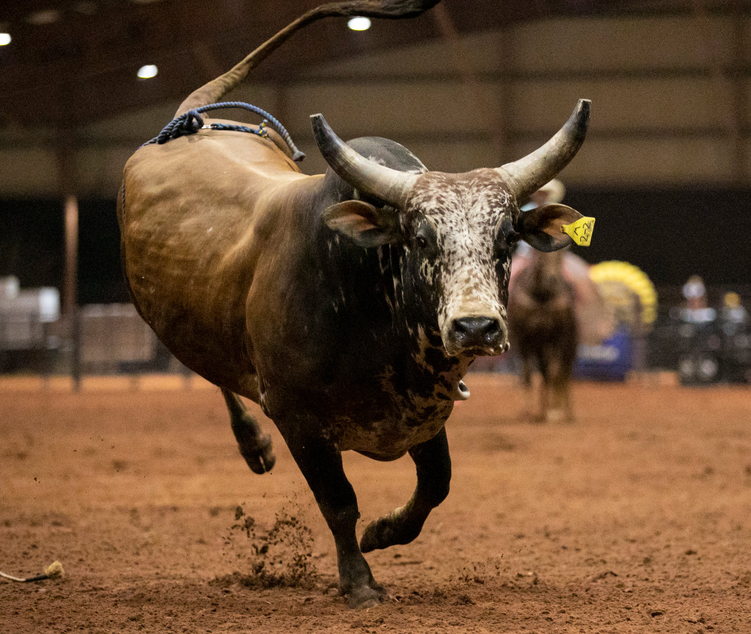 A loose bull looks for its next victim after bucking off its rider at the final event of Saturday night’s Professional Cowboy Association rodeo at the Baldwin County Coliseum presented by the Robertsdale Rotary Club.