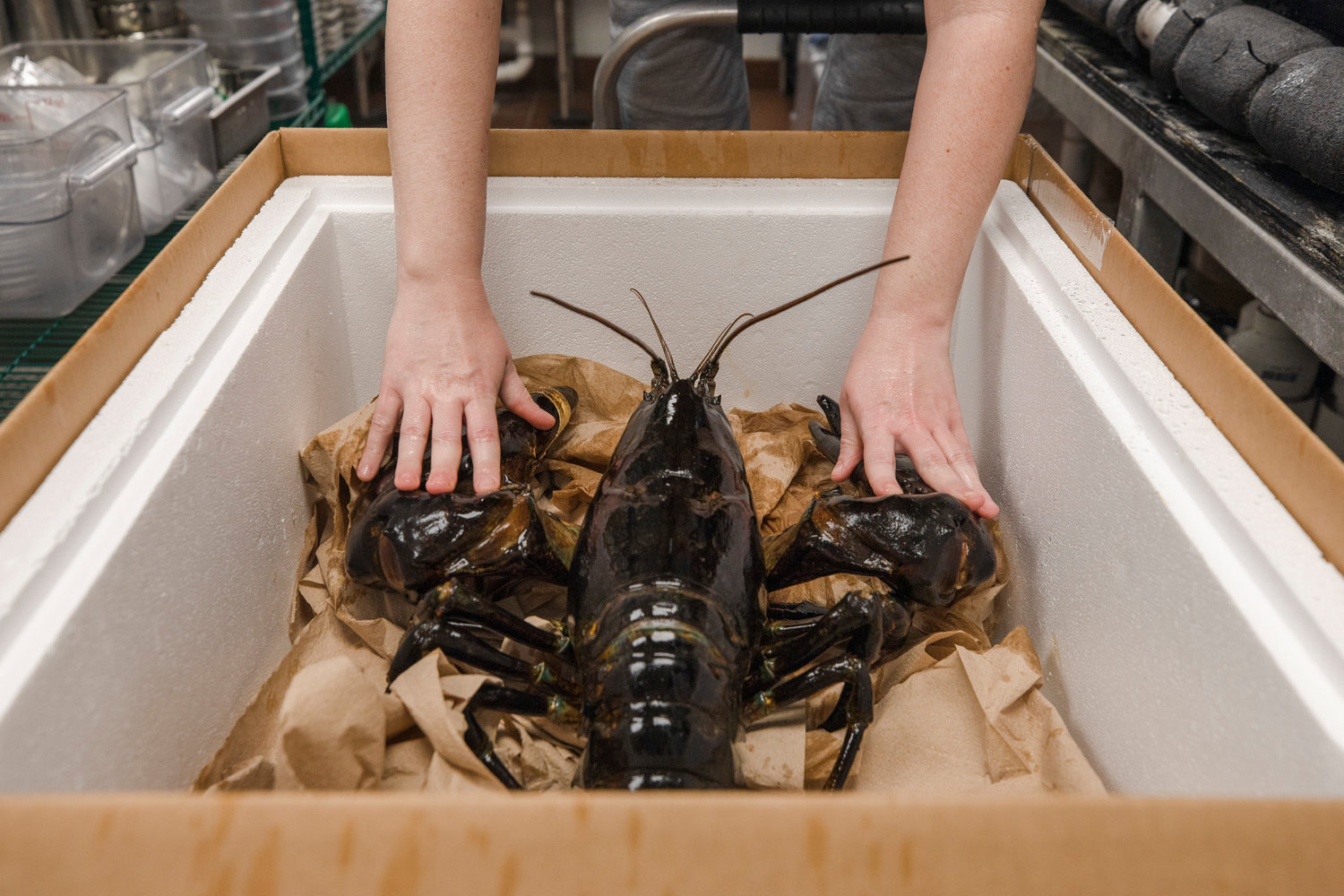 According to NOAA Fisheries, there is no official way to determine the exact age of a lobster, but scientists think based on research into body size and age that the maximum age they reach approaches 100 years. Aquarium studies suggest a 1-pound lobster is 5-7 years old.