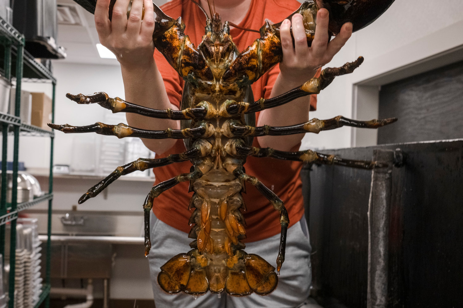 Krystal Lawrence, who is holding Biggie, said based on her research of lobsters over six months that you should never lift a live lobster by its stomach. The shell there is soft and will crush, so it's best to hold or carry a live lobster by the claws.