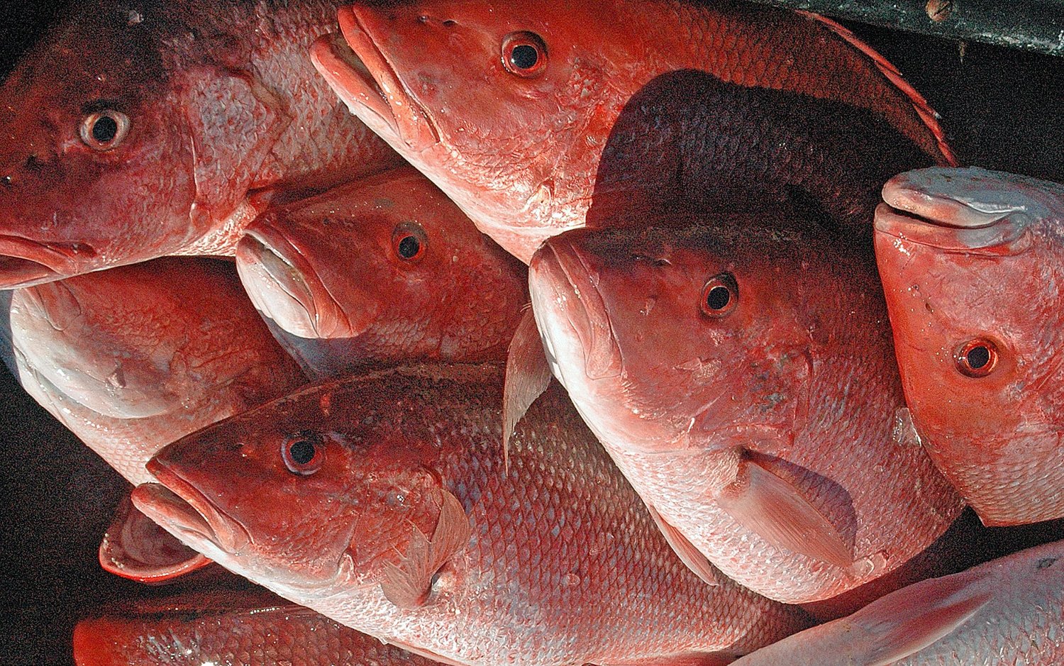 Red snapper season opens on May 26.