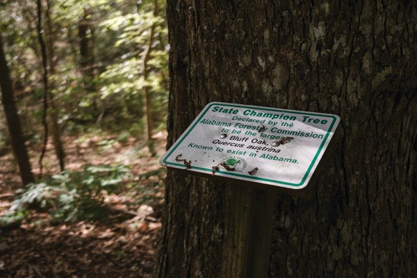 A sign marks this bluff oak at Village Point Park Preserve in Daphne as the largest of its kind in Alabama.