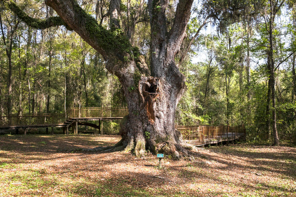 More than a dozen giant trees call Village Point Park Preserve in Daphne their home. The park has the most trees nominated for champion status of anywhere in the state