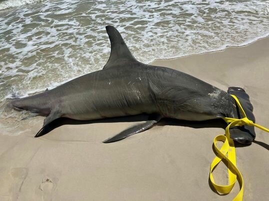 A deceased great hammerhead shark washed ashore in Orange Beach, pregnant with 40 pups on April 20. Scientists said it likely died after being caught by fishermen.