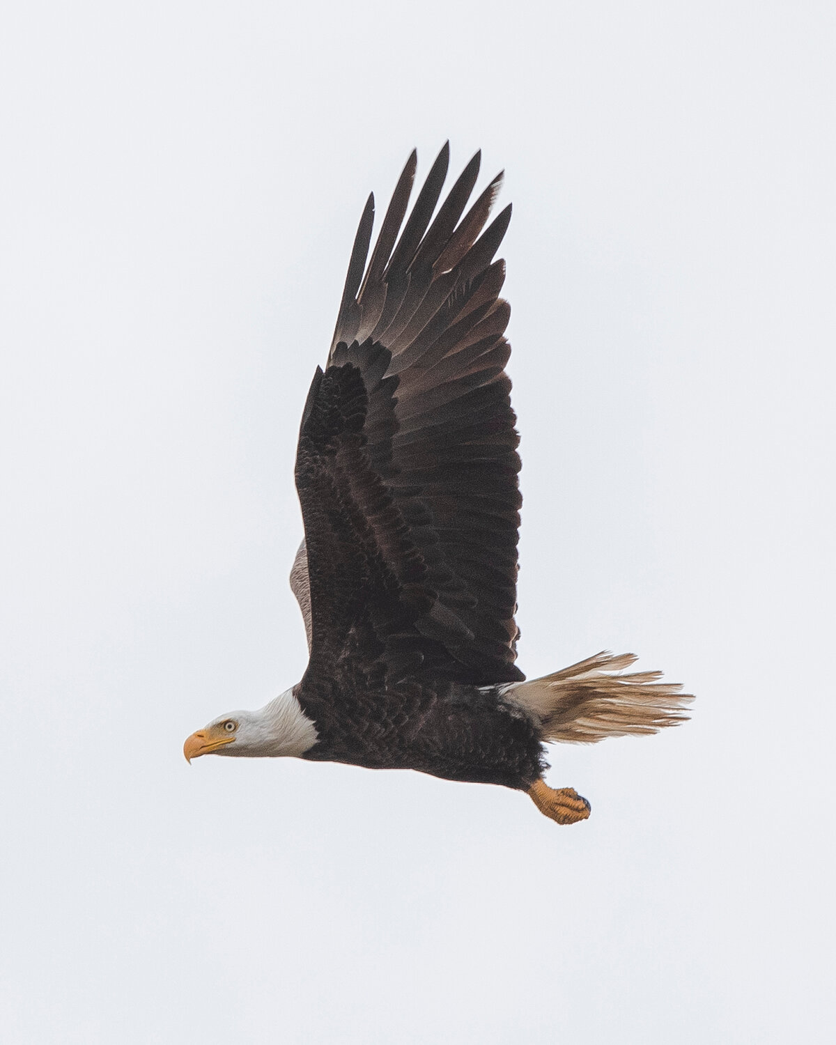 MICAH GREEN / GULF COAST MEDIA

A bald eagle is seen over the Tensaw River.