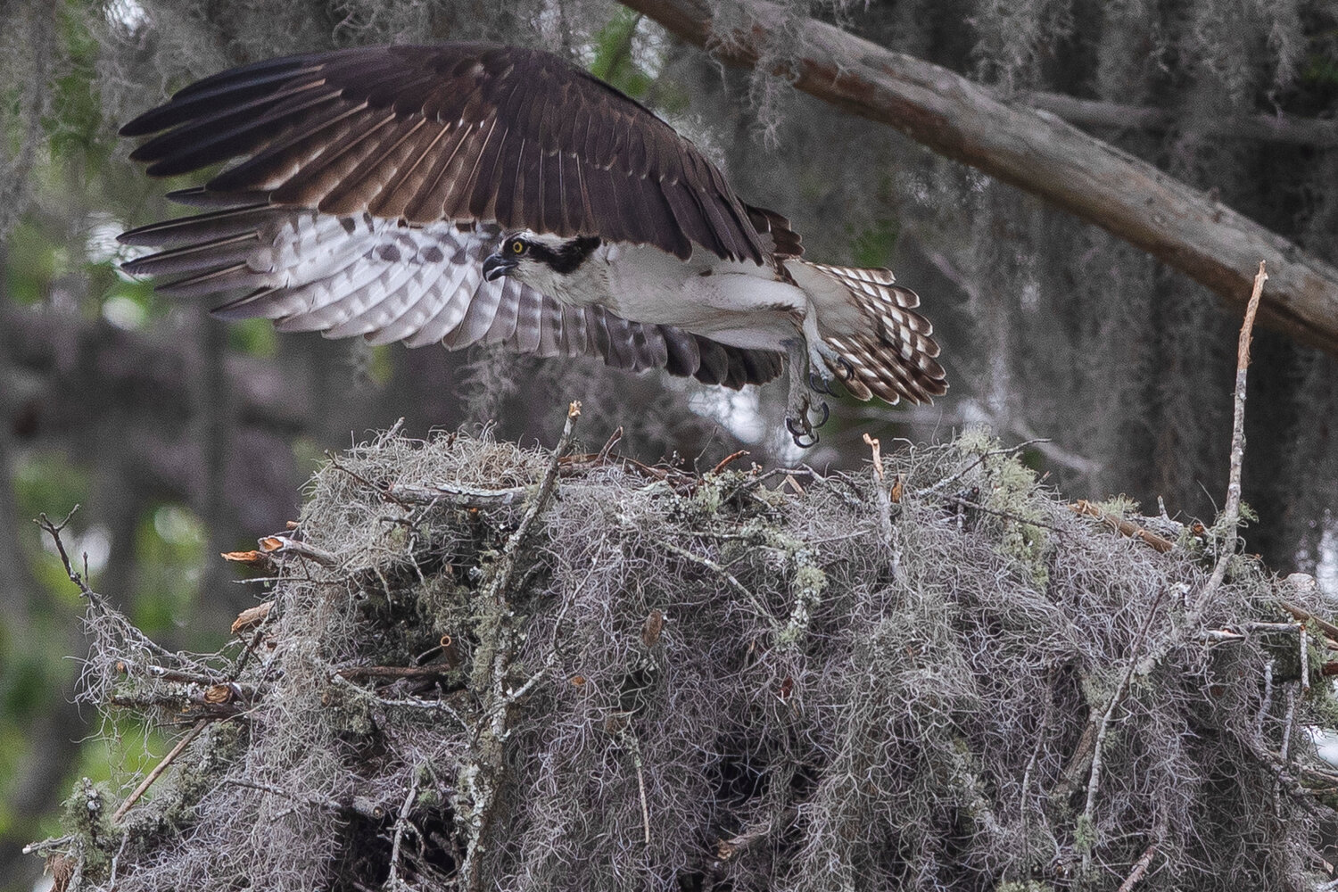 MICAH GREEN / GULF COAST MEDIA

An osprey leaves the nest.