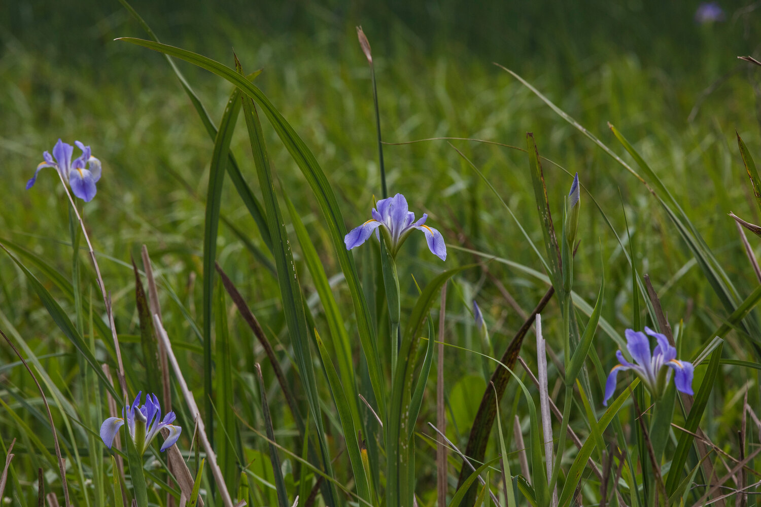 MICAH GREEN / GULF COAST MEDIA

Giant blue iris line the grassy banks of a small creek.