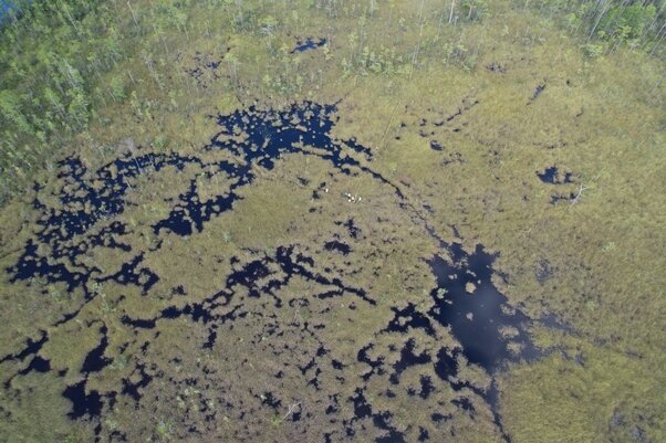 An image from the Perdido wetland survey plot.