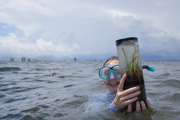 A researcher with seagrass sediment core for seed bank analysis.