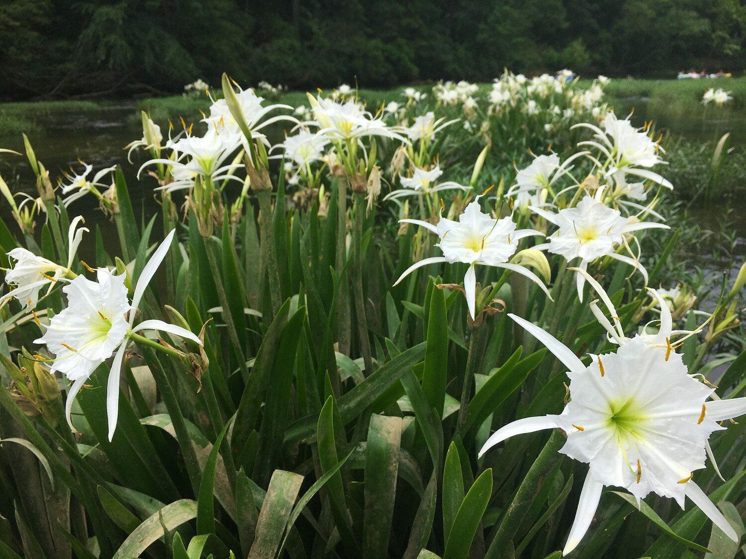 Cahaba lillies, known scientifically as Hymenocallis coronaria, are aquatic perennial plants found in sunny, riverine habitats. The species was first described by American botanist William Bartram in 1773.