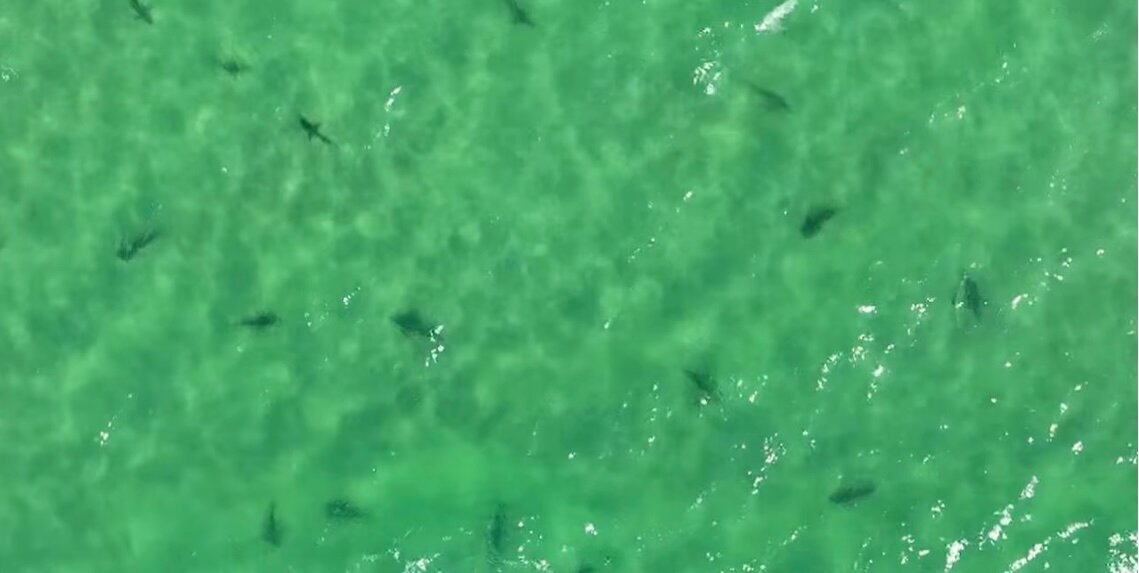Footage of sharks off Orange Beach shore, captured and posted to Facebook by beachgoer Rex Jones.