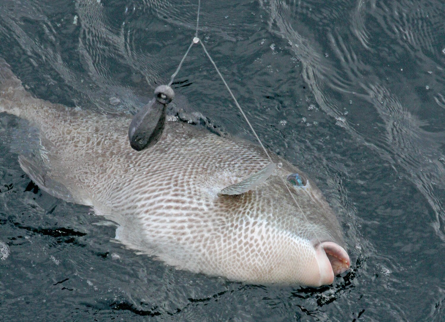 The gray triggerfish season in the Gulf opens on Aug. 1 and runs through the end of the year.