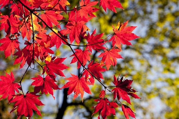 Maples, Bradford pears, Chinese elms and Chinese tallow trees will produce all shades of red, orange and yellow if the right conditions are present.