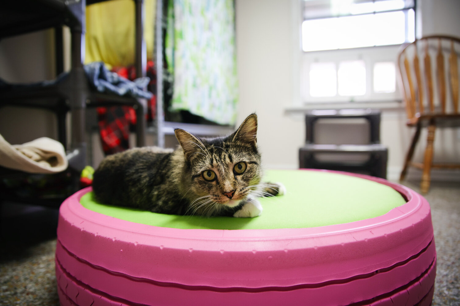 A cat at the Baldwin County Humane Society sits on a tired bed made by Eagle Scout Brody Gwaltney.