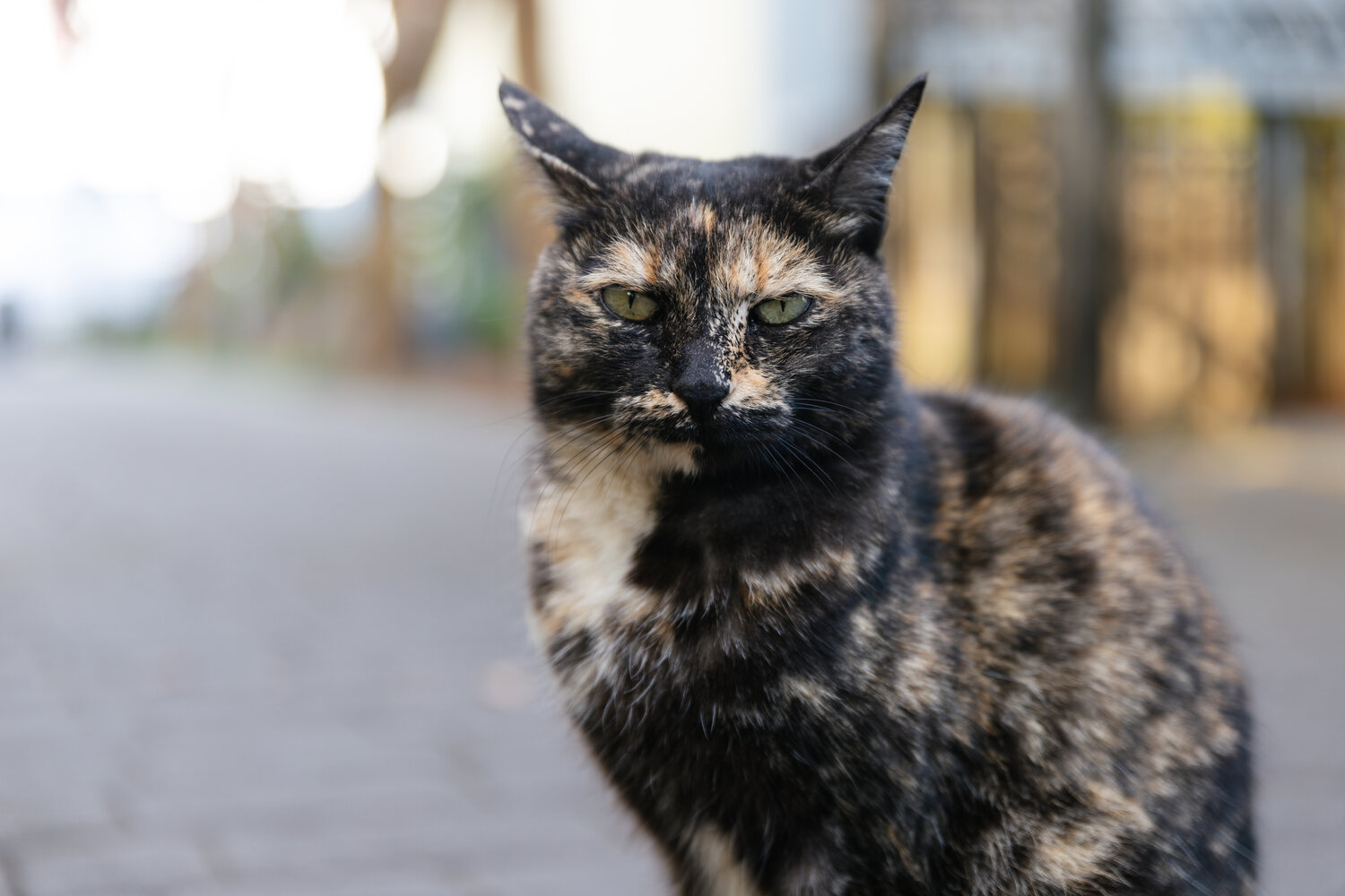 To ensure that this community cat is taken care of, The Happy Olive started a Marble Fund, giving customers the opportunity to put money towards the care of this tailless feline.