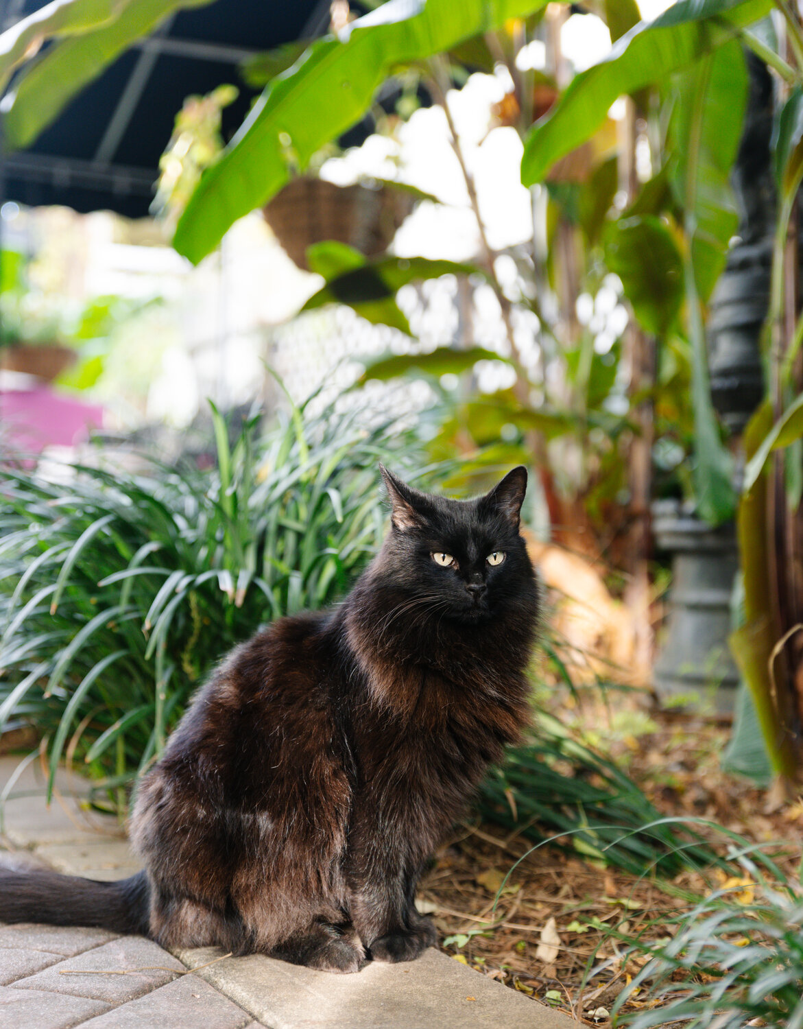 On the other side of the French Quarter beside Panini Pete’s, a black Maine coon cat named Fancy makes her house under a black tent with her own bed, food and treats.