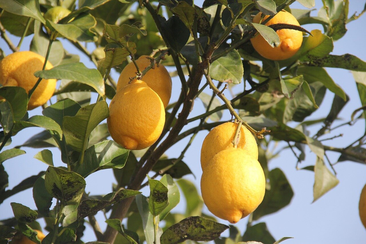 “If you are looking for a low-maintenance conversation piece, think about adding citrus plants to your landscape or patio,” Alabama Cooperative Extension System home grounds agent Mallory Kelley said. “Not only will you love their incredible fragrance when in bloom, but it is so much fun to watch them grow and share with your neighbors, friends and family.”