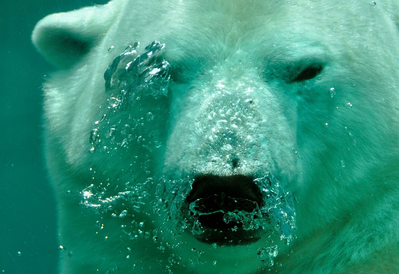 Bay Minette to host inaugural Polar Bear Plunge on Jan. 6 - Gulf Coast ...