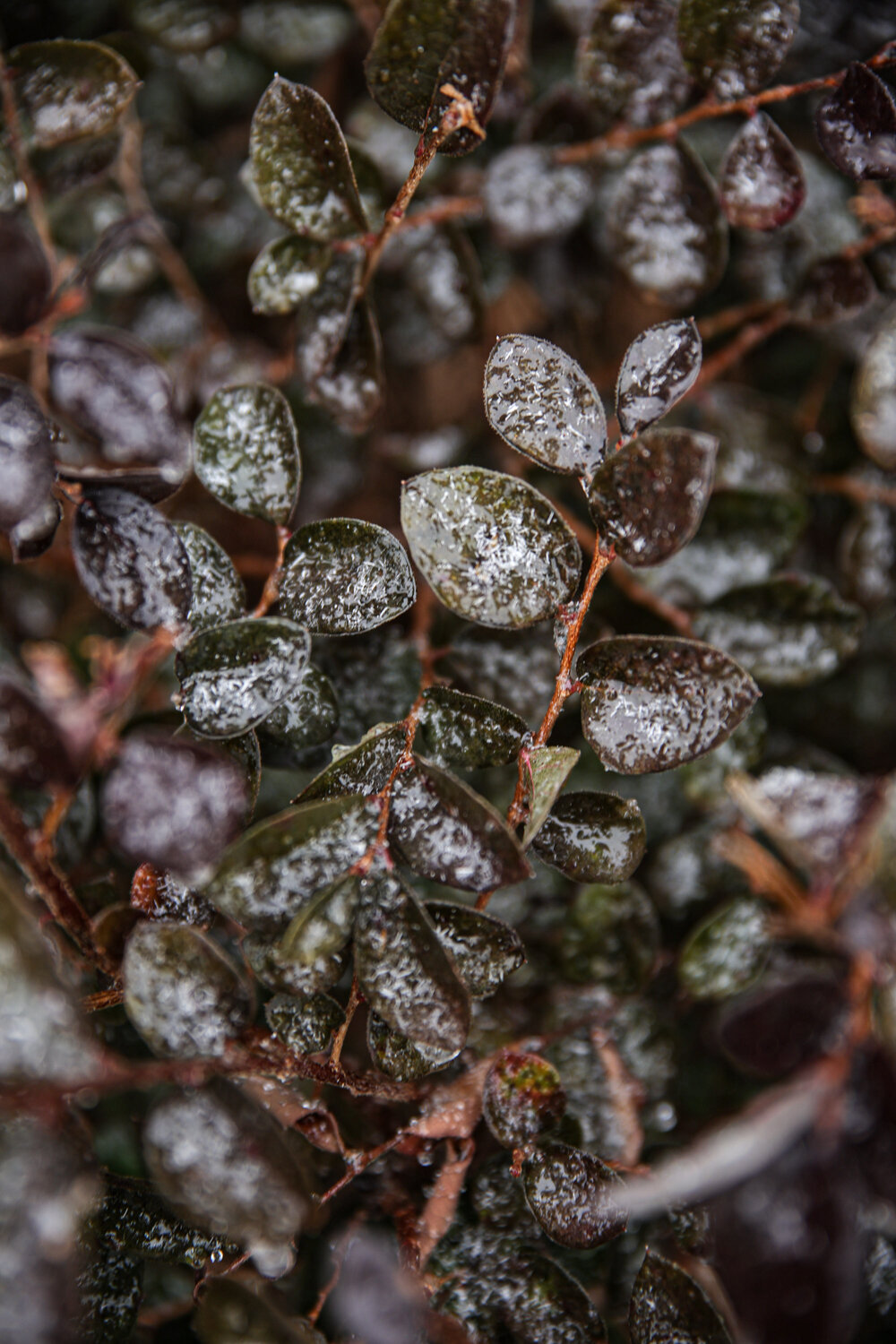 Ice sticking to leaves on a plant the morning of Jan. 16.