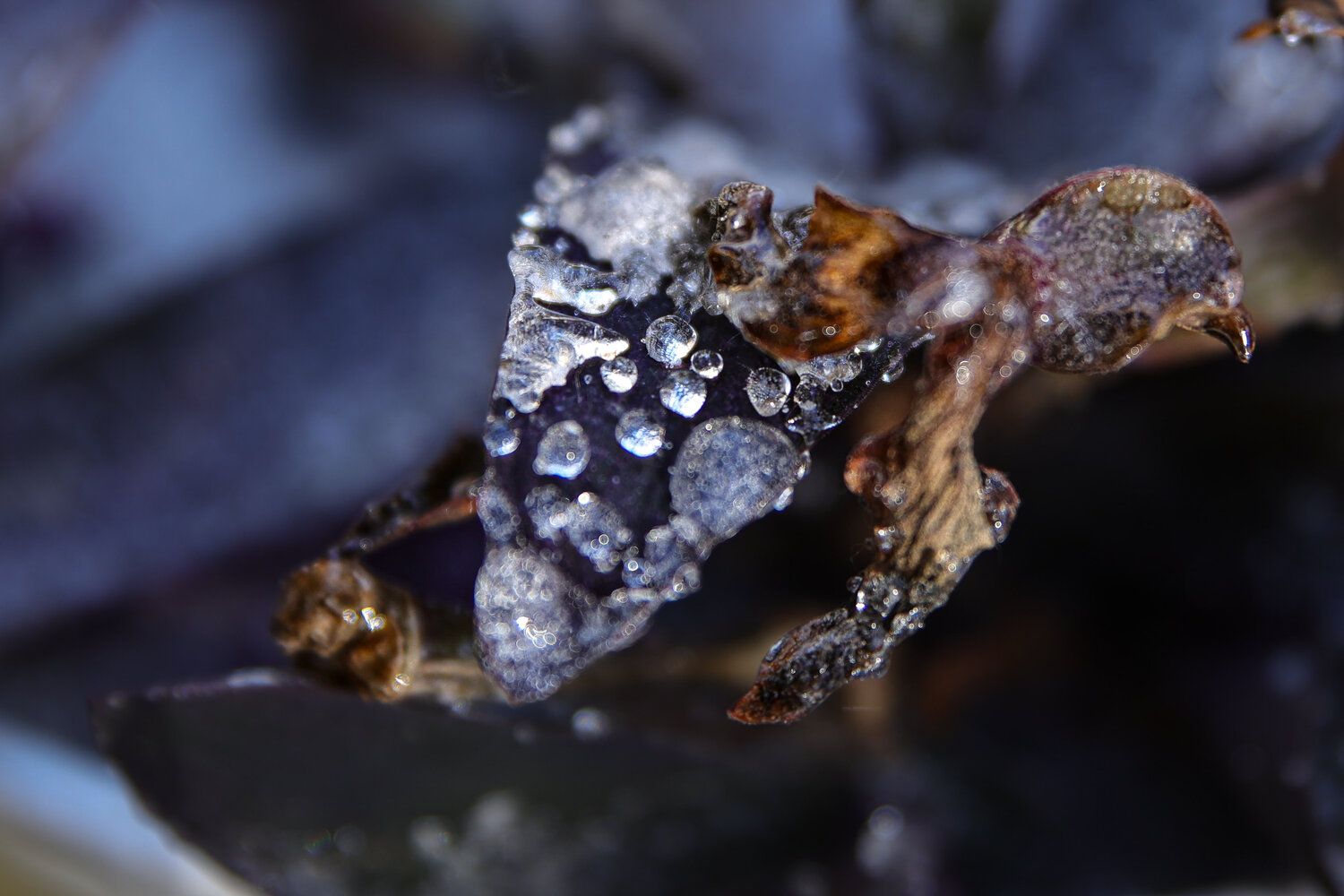 Ice crystals formed onto a leaf of a plant the morning of Jan. 16.
