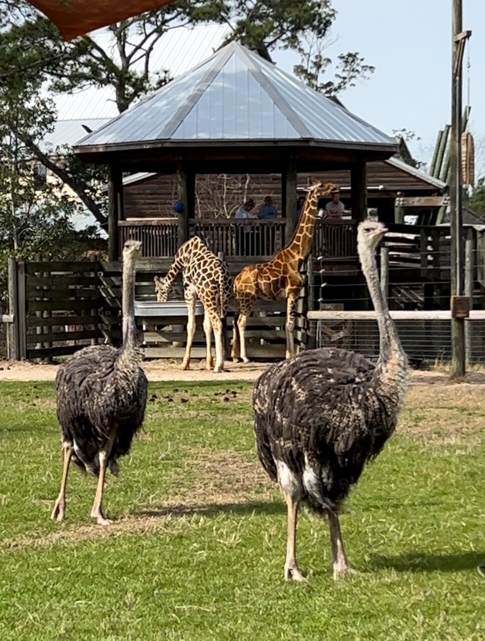 In celebration of World Ostrich Day on Feb. 2, the Alabama Gulf Coast announced that the zoo will be adding two new ostriches, Poppy and Clover, to its zoo family.